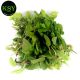 Mint Leaves [ 100gm ]