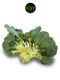 Broccoli  [ 750gm ]