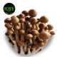Mushroom Shimeiji Brown 100gm [ Pack of 4  ] China