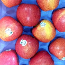 Apple Red Envy Large 30 to 35 nos / Carton