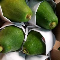 Papaya Phil Dole [ Pack of 3 ]