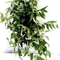 Curry Leaves [ 200gm ]