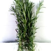 Rosemary [ 50gm ]